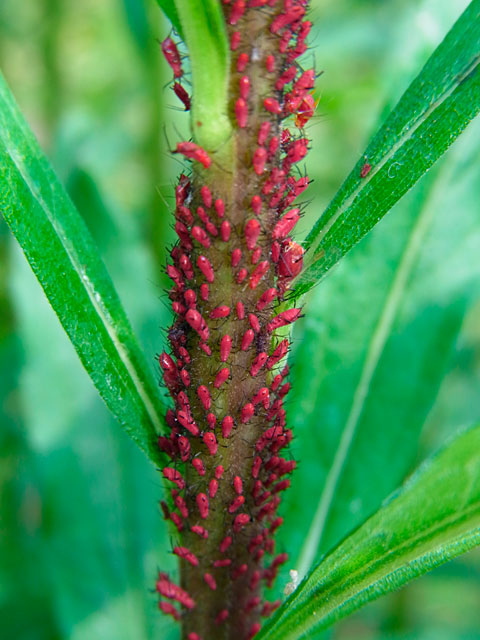 アブラムシの一種