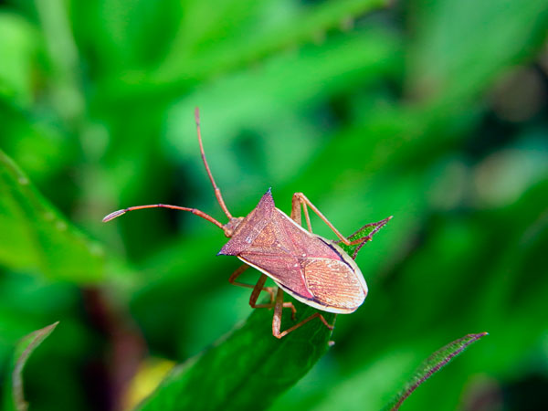 ハリカメムシの一種？