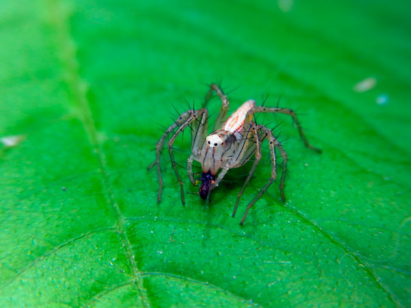 ハエトリグモ改めササグモの一種