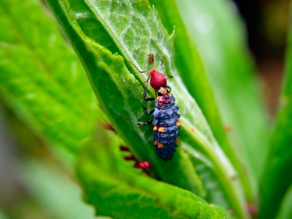 テントウムシの一種の幼虫