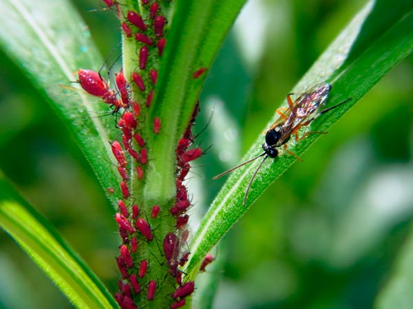 キセイホウの一種