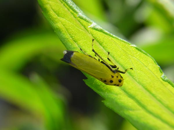 ツマグロオオヨコバイ