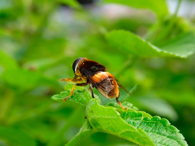 ミナミオオハナアブ
