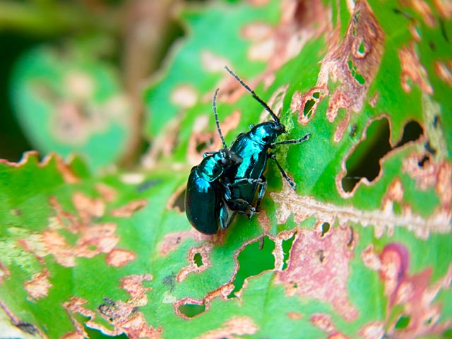 カミナリハムシ