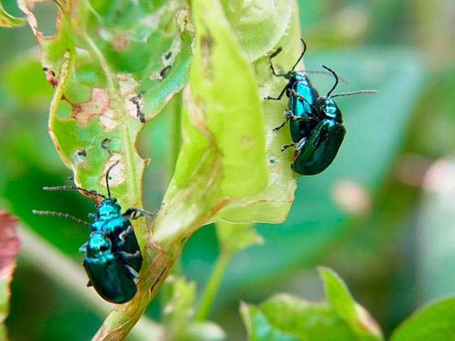 カミナリハムシ