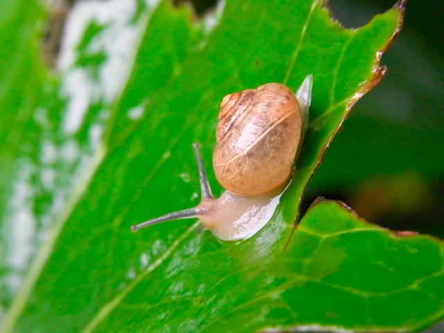 ウスカワマイマイ