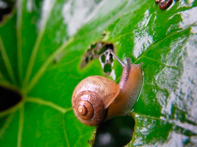 ウスカワマイマイ
