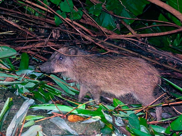 リュウキュウイノシシ幼獣