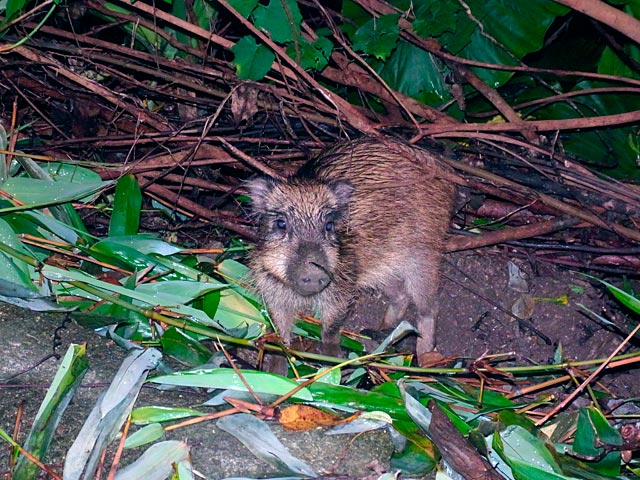 リュウキュウイノシシ幼獣