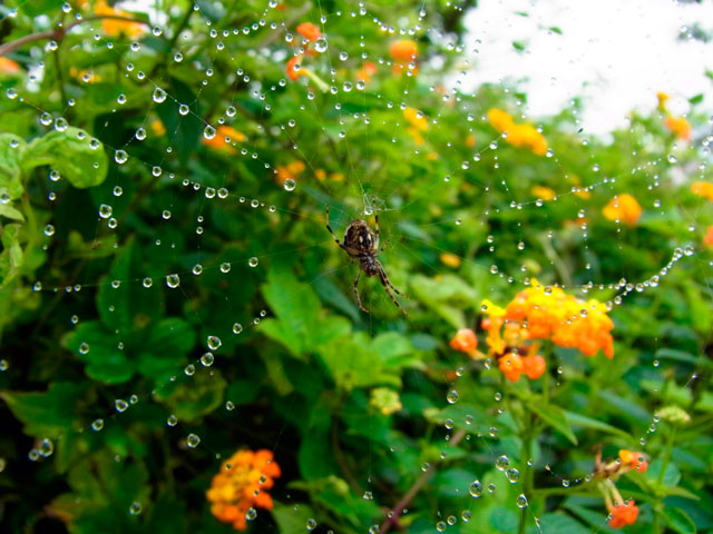 オニグモの一種？