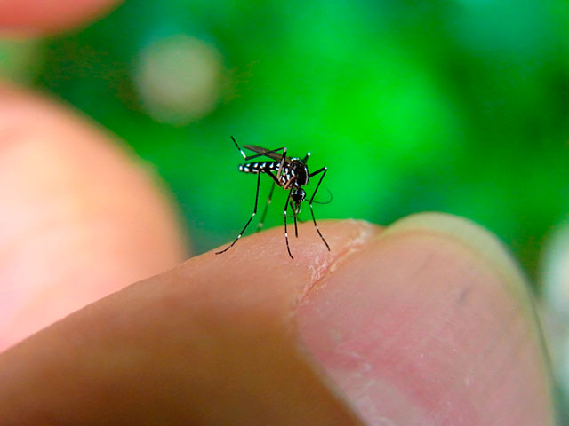 ヒトスジシマカ