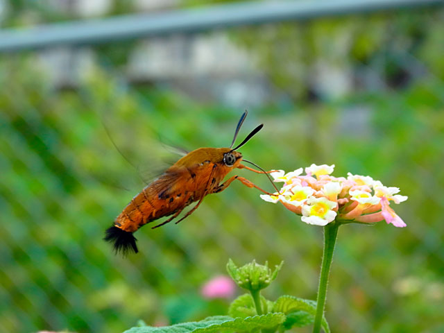 リュウキュウオオスカシバ