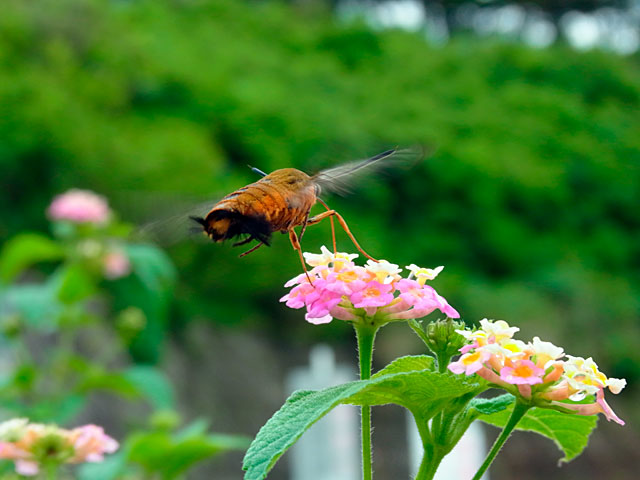 リュウキュウオオスカシバ