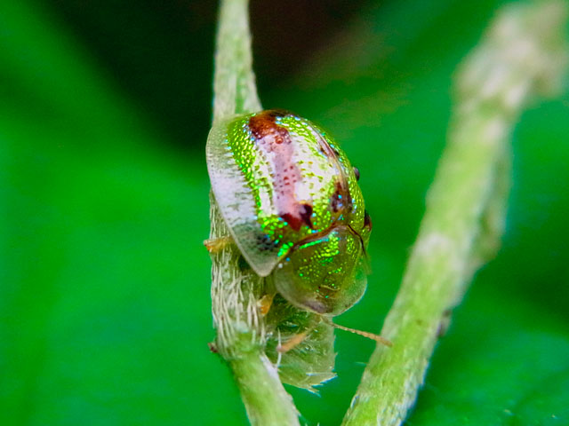 タテスジヒメジンガサハムシ