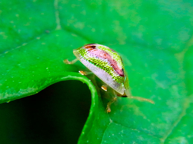 タテスジヒメジンガサハムシ