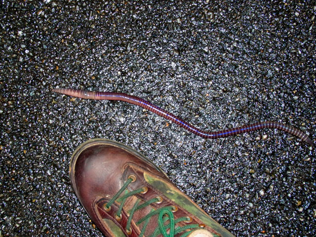 ヤンバルオオフトミミズ？