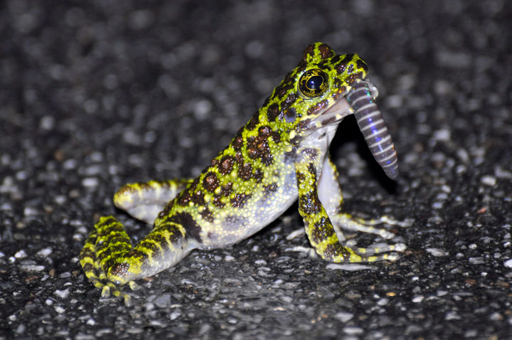 イシカワガエル