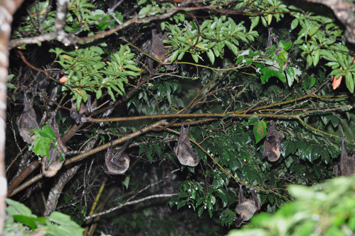 オリイオオコウモリ