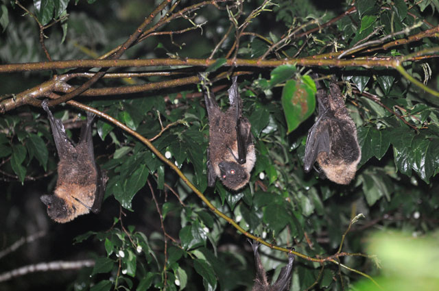 オリイオオコウモリ