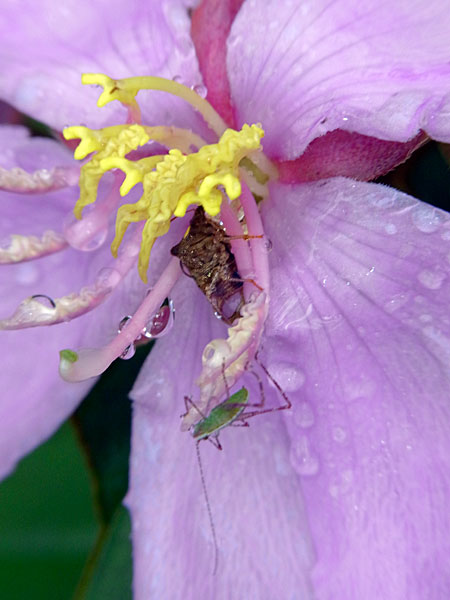 セスジツユムシ幼虫とタイワントゲカメムシ？