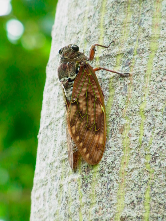 リュウキュウアブラゼミ