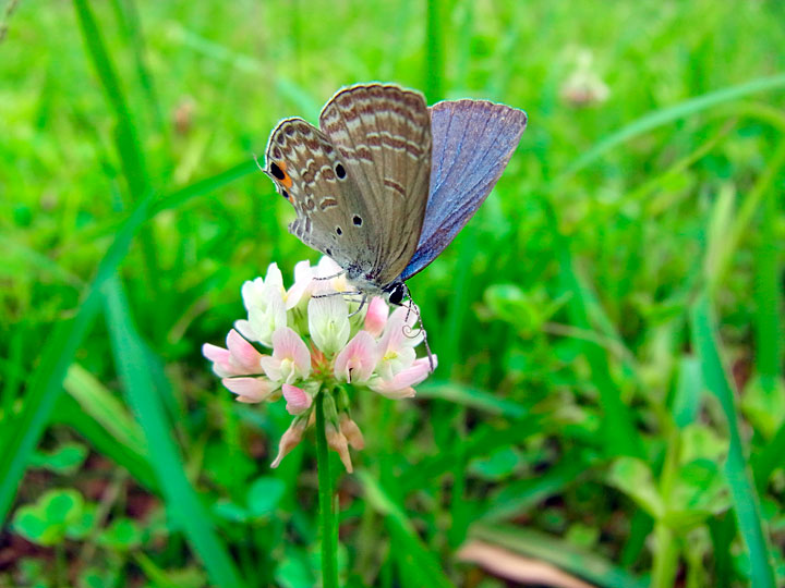クロマダラソテツシジミ