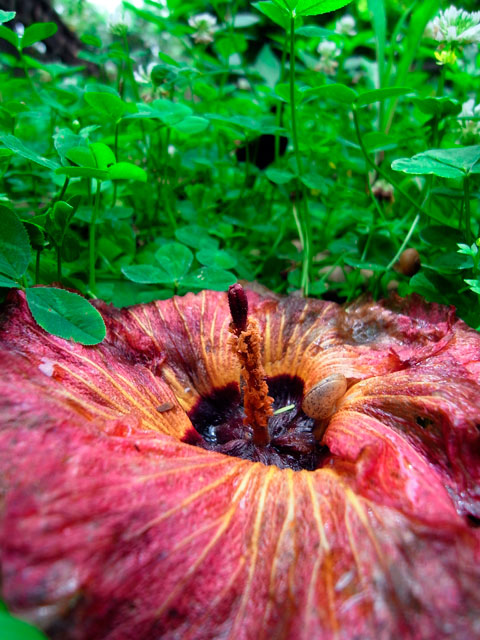 オキナワラフレシア？