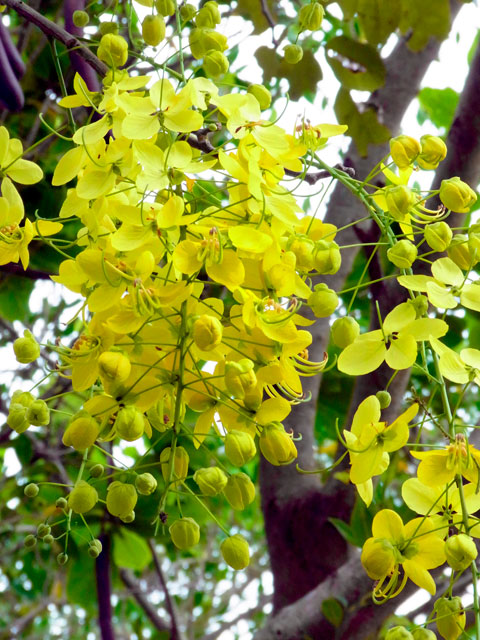 ナンバンサイカチ