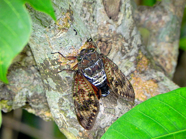 リュウキュウアブラゼミ