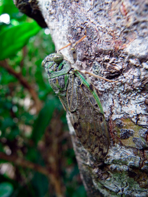 クロイワニイニイ