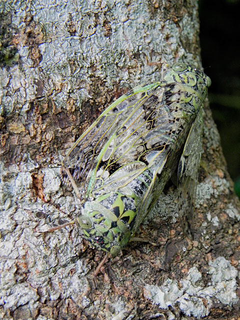 クロイワニイニイ交尾ペア