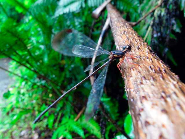 オキナワトゲオトンボ雄