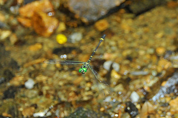 カラスヤンマ雄