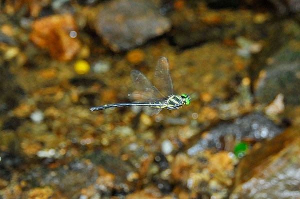 カラスヤンマ雄