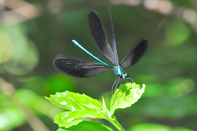 リュウキュウハグロトンボ雄