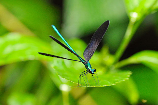 リュウキュウハグロトンボ雄