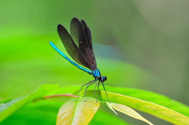 リュウキュウハグロトンボ雄