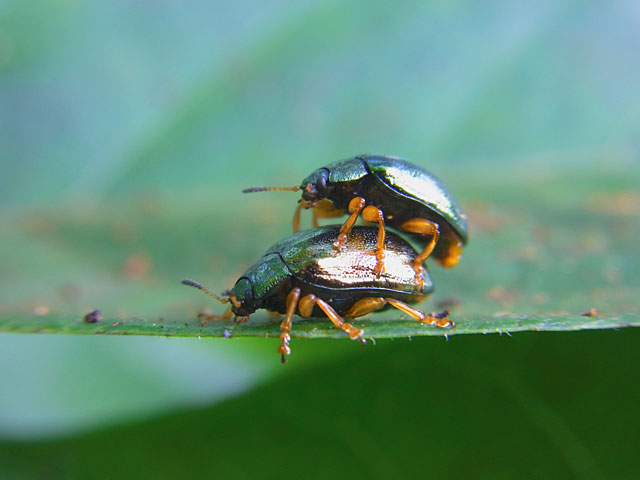 タイワンハムシ成虫
