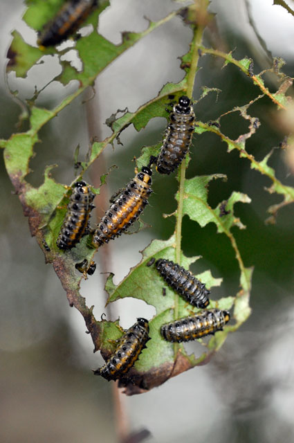 タイワンハムシ幼虫