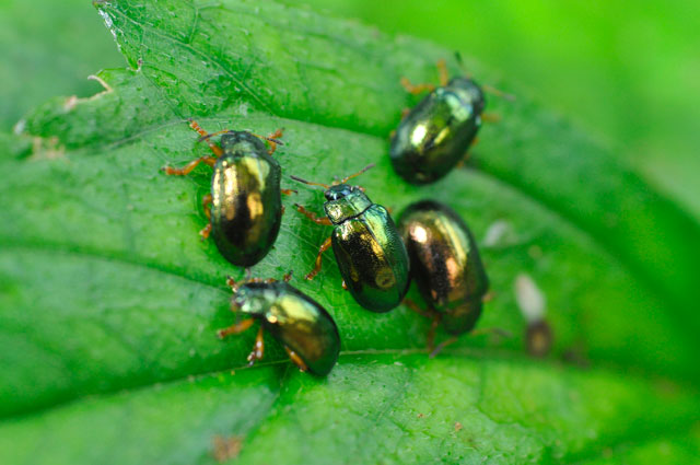 タイワンハムシ成虫