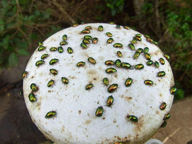 タイワンハムシ成虫