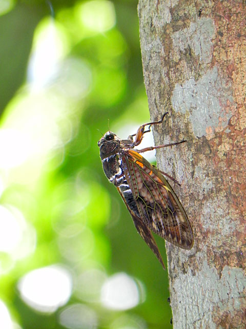 リュウキュウアブラゼミ