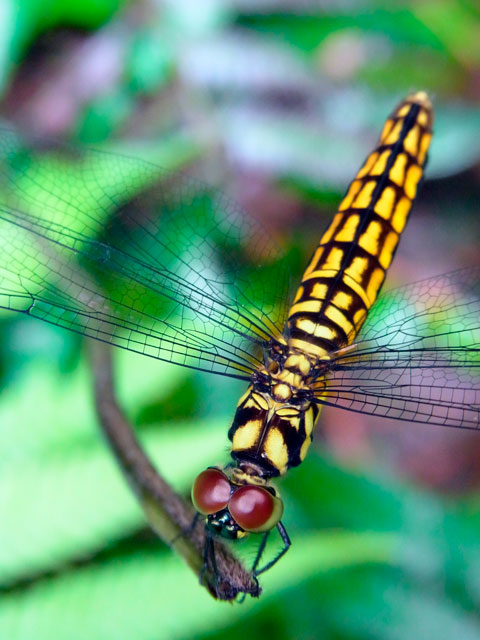 オオハラビロトンボ雌