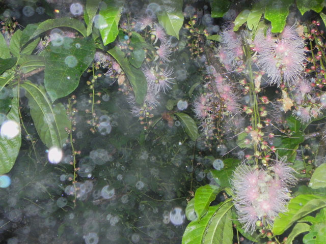 雨のサガリバナ