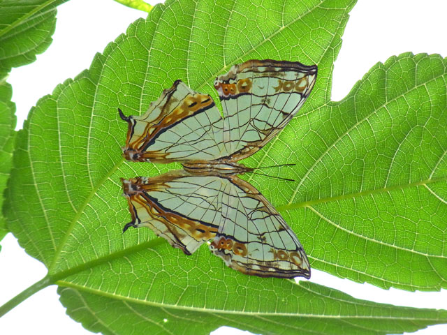 イシガケチョウ