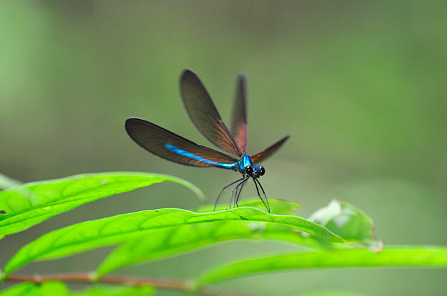 リュウキュウハグロトンボ雄