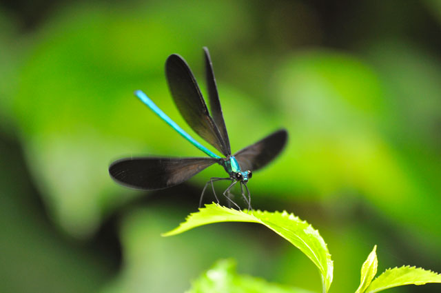 リュウキュウハグロトンボ雄