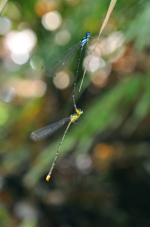 リュウキュウルリモントンボ・ペア