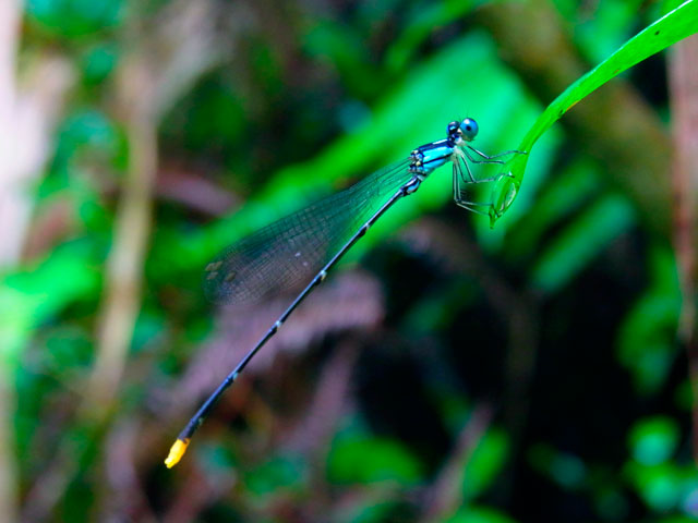 リュウキュウルリモントンボ雄