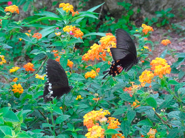 シロオビアゲハ求愛